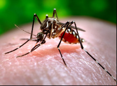 Segundo o Boletim Epidemiol&oacute;gico, foram identificados 29.085 focos do mosquito Aedes aegypti, em 249 munic&iacute;pios